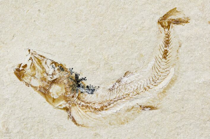 Cretaceous Fossil Fish - Lebanon #107561